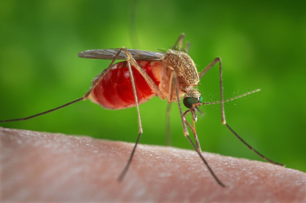Сколько крови надо комару